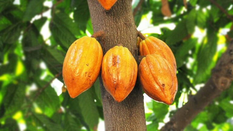 Samson Ahi accuses govt of taking undue advantage of cocoa farmers